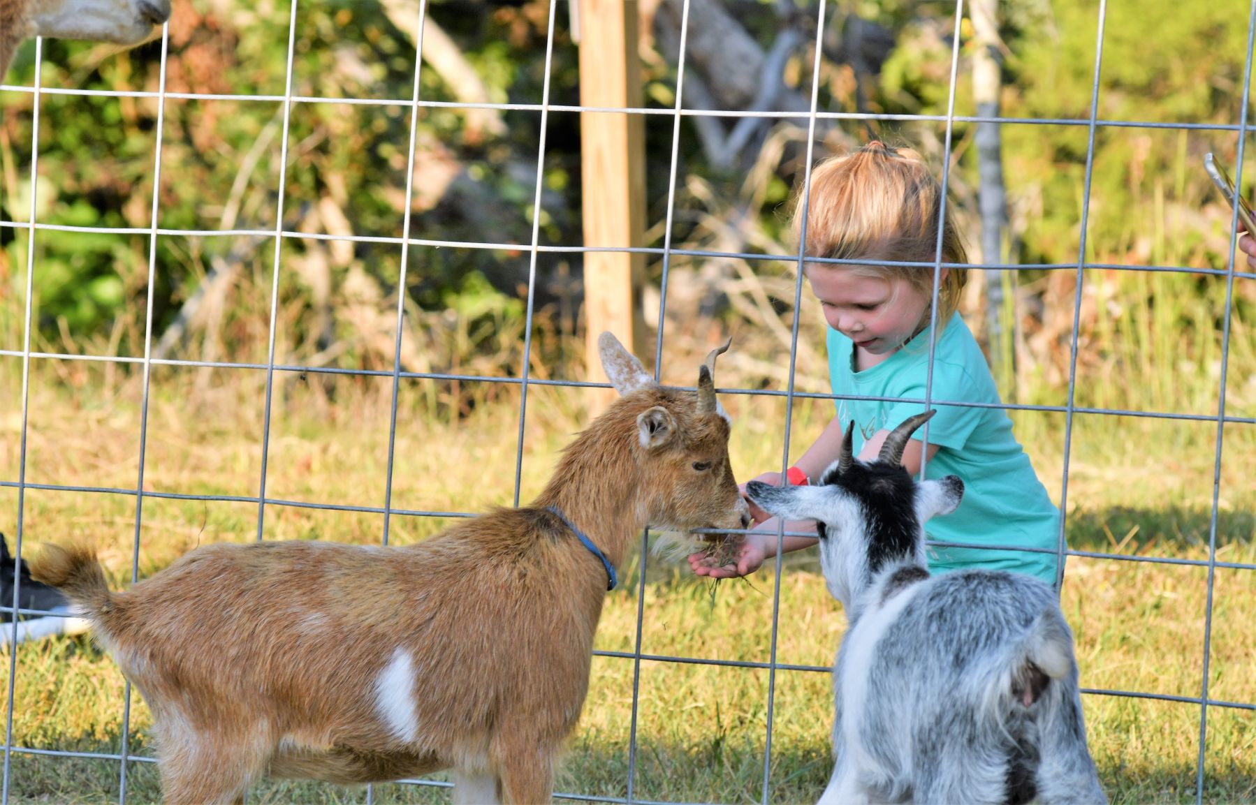 Ag Fair 2019